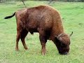 CroMagnon CroMagnon