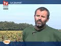 Azay-le-rideau : des vendanges prometteuses Azay-le-rideau : des vendanges prometteuses