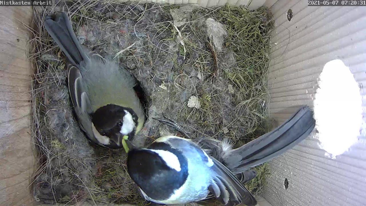 Die Küken der Kohlmeise schlüpfen und das Männchen füttert mit! | 07.05.2021