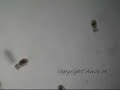 rotifers under microscope at 40x