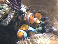 Desova de peixe palhaço em aquário marinho. 