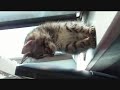 Moki Fail