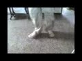 YoVaNi BaILAnDo ElEcTrO (((AgUaNtE RÍO BrAnCo)))
