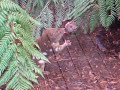 quoll eating