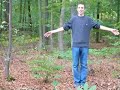 Comment danser le sirtakis dans les bois Comment danser le sirtakis dans les bois