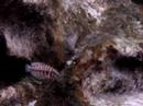 Eretmodus cyanostictus http://cmcas.com.br/forum