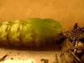 coloradia-velda-pupa-contortions.html