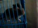 little fuzzies little fuzzies