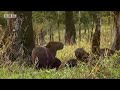 bbc: amazon abyss   spotting capibara babies