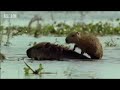bbc: amazon abyss   spotting capibara babies