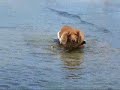 下半身麻痺の犬、名前はバロン、車椅子を装着して、海の中で、リハビリ運動して頑張る姿。