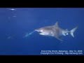Tiger Sharks and Bull Sharks in the Bahamas