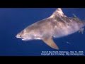 Tiger Sharks and Bull Sharks in the Bahamas