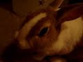 Rabbit's Eve and radish. ~ウサギのイブとラディッシュ~ Rabbit's Eve and radish. ~ウサギのイブとラディッシュ~