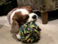 Winston the Cav King Charles Loves his big ball of string