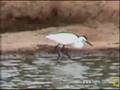 Egrets & Egyptian Geese 11-25-06