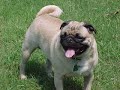 Pugs