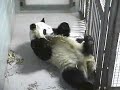 Lun Lun & Mei Lan - What\