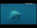 Shark Bites - Are Sharks Attracted to Heartbeats?
