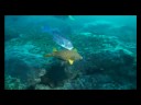 Aliwal shoal raggies cave Aliwal shoal raggies cave