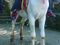 \"Jen & the Piss Horse\"