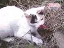 GATA CAZADORA GATA CAZADORA