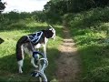 Bikejoring with the dogs at Thetford today.  I played with mounting the camera on the bike - bit shaky, but?