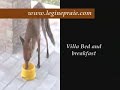 il GATTO e la VOLPE di Villa le Ginepraie in Toscana il GATTO e la VOLPE di Villa le Ginepraie in Toscana