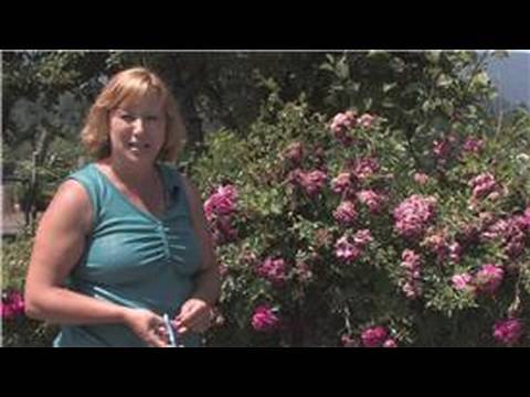how to care for a rose bush