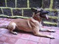 Belgian Malinois UTMC K9 Protection Training
