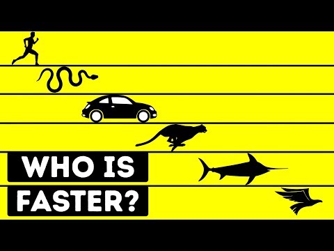 Who Is the Fastest Living Being in the World?