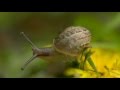 Introduction to Natural Lawn Care