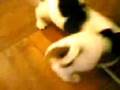 Bulldog Francés video