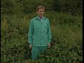 Rubus fruticosus ()