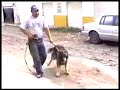 Pastor guardia venta www.bracanpuebla.com.mx