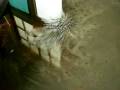 Dancing Liquid