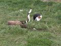 beagle&stafford