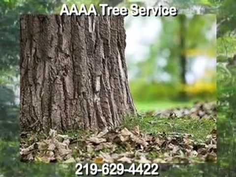 how to fertilize sycamore tree