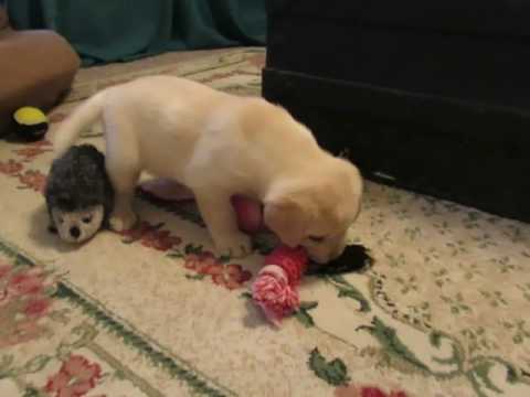 Tank having fun with his toys