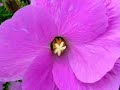Ultra Deep Guided Deep Relaxation for you Ultra Deep Guided Deep Relaxation for you
