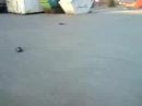 Seben Rc Car