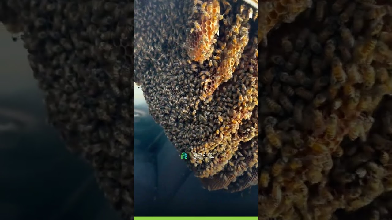 Perigo escondido dentro do carro abandonado