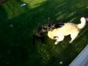 Bauer vs. Molly 2a
