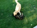 Bauer vs. Molly 2a