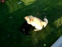 Bauer vs. Molly 2a