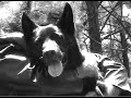 The Master of the Alien Werewolves' Clan