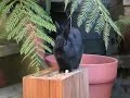 syncopes-gabriel-yared.html