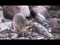 Raccoon eating crabs and clams- Stanley Park