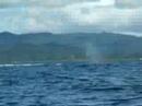 Nuqui, Ballenas