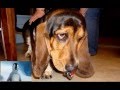 Sarge the Beast